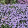 Aster dumosus 'Prof. A. Kippenberg' - Květináč, pr. 9 cm