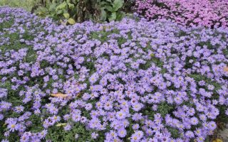 Aster dumosus 'Prof. A. Kippenberg'