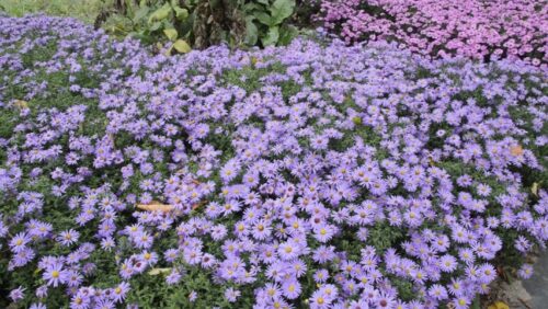 Aster dumosus 'Prof. A. Kippenberg' - Obrázek 1
