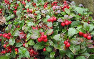 Gaultheria procumbens Libavka poléhavá 'Big Berry', vřesovec, P 11