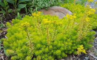 Sedum reflexum Angelina', P 12