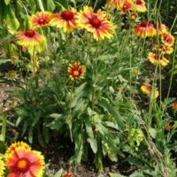 Gaillardia grandiflorum Kokarda velkokvětá 'Kobold', P 11