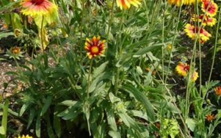 Gaillardia grandiflorum Kokarda velkokvětá, P 13