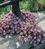 Sedum spathulifolium Purpureum, P 13