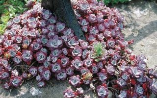 Sedum spathulifolium Purpureum, K9x9