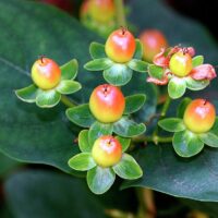 Hypericum androsaemum P 11, Třezalka bobulovitá
