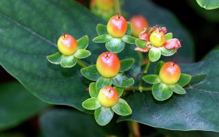 Hypericum androsaemum P 11, Třezalka bobulovitá