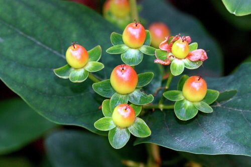 Hypericum androsaemum P 11, Třezalka bobulovitá - Obrázek 1