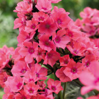 Phlox paniculata Windsor K11