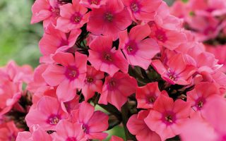 Phlox paniculata Windsor K11