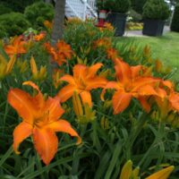 Hemerocallis hybrida DENIVKA – jednodenka, Primal Scream, K11