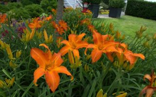 Hemerocallis hybrida DENIVKA – jednodenka, Primal Scream, K11