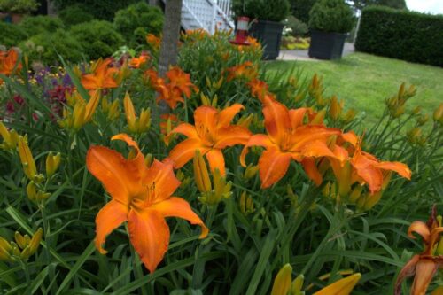 Hemerocallis hybrida DENIVKA – jednodenka, Primal Scream, K11 - Obrázek 1