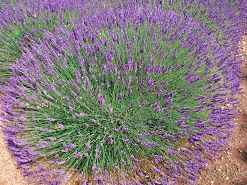 Lavandula x intermedia Phenomenal - Obrázek 1
