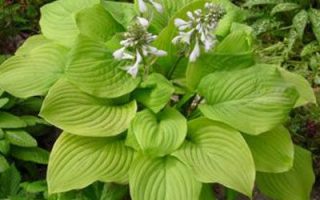Hosta fortunei Honeybells, k11
