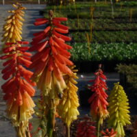 Kniphofia uvaria ROYAL CASTLE, Mnohokvět hroznatý, K 9