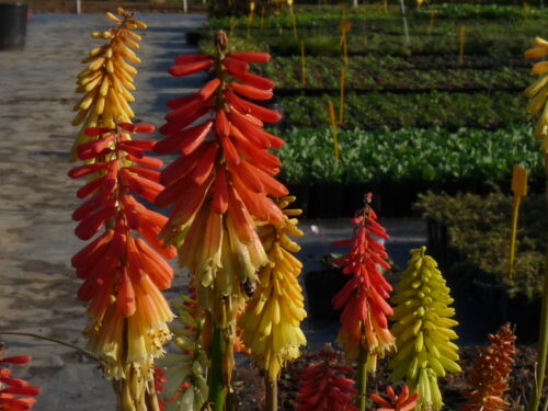 Kniphofia uvaria ROYAL CASTLE, Mnohokvět hroznatý, K 9 - Obrázek 1