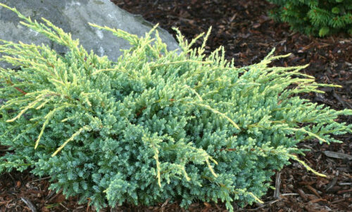 Juniperus squamata 'Holger' - Obrázek 1