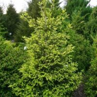 Picea orientalis 'Golden Start', 40–60 cm