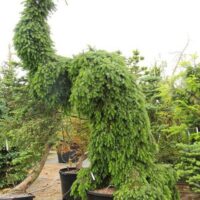 Picea omorika 'Pendula Bruns' 40–60 cm