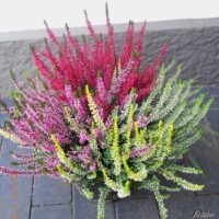 Calluna vulgaris QUATTROS, EXKLUSIV , P 13