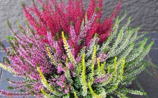Calluna vulgaris QUATTROS, EXKLUSIV , P 13