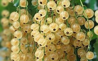 Rybíz bílý 'Werdavia'- stromkový KM90