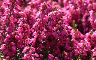Erica darleyensis Vřesovec darleydalský 'Kramers Rot', P 12