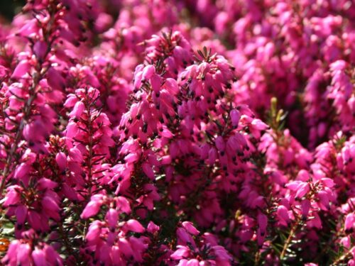 Erica darleyensis Vřesovec darleydalský 'Kramers Rot', P 12 - Obrázek 1