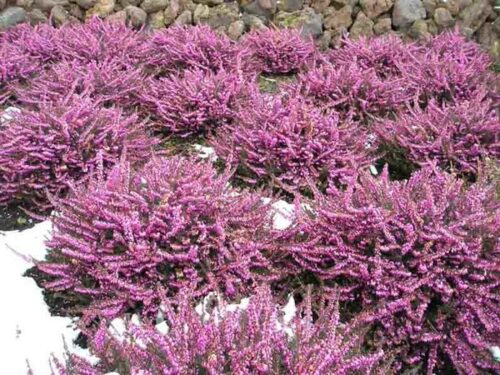 Erica darleyensis Vřesovec darleydalský 'Kramers Rot', P 12 - Obrázek 2