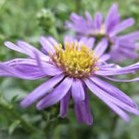 Aster dumosus Aster la vista', P 11 Hvězdnice křovitá