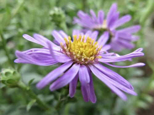 Aster dumosus Aster la vista', P 11 Hvězdnice křovitá - Obrázek 1