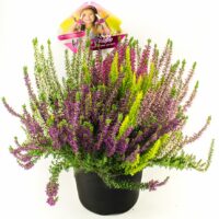 Calluna vulgaris HIGH FIVE, EXKLUSIV , P 11