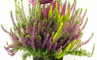 Calluna vulgaris HIGH FIVE, EXKLUSIV , P 11