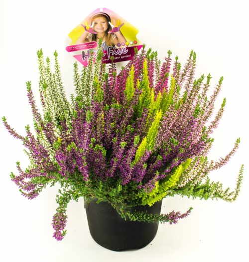 Calluna vulgaris HIGH FIVE, EXKLUSIV , P 11 - Obrázek 1