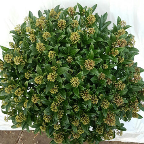 Skimmia japonica Skimie japonská, 'Marlot', C2L - Obrázek 2