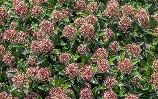 Skimmia japonica 'Marlot'