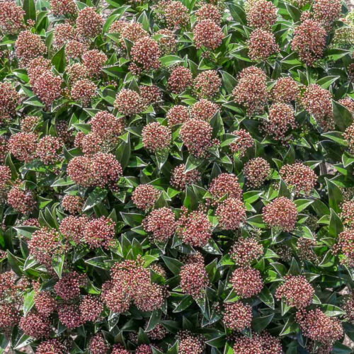 Skimmia japonica Skimie japonská, 'Marlot', C2L - Obrázek 1