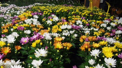 Chrysanthemum indicum 'Rock ´n Roll' - Obrázek 2
