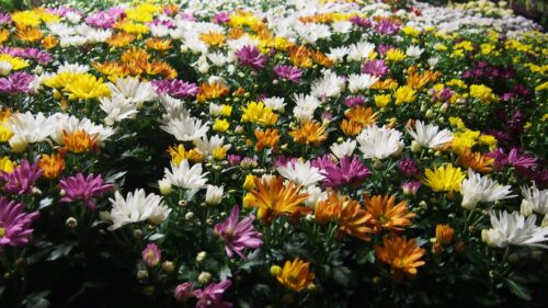 Chrysanthemum indicum 'Rock ´n Roll' - Obrázek 1