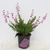 Daboecia cantabrica 'Irish Princess' - Kontejner, pr. 11 cm