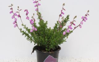 Daboecia cantabrica 'Irish Princess'