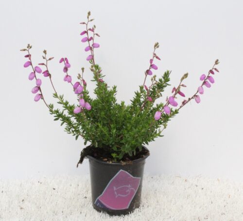 Daboecia cantabrica 'Irish Princess' - Obrázek 1