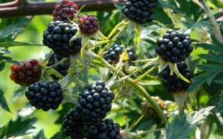 Rubus f. ´Thornless Evergreen´ Ostružiník beztrnný, C 2,0 L
