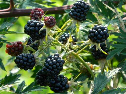Rubus f. ´Thornless Evergreen´ Ostružiník beztrnný, C 2,0 L - Obrázek 1