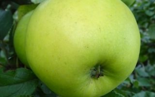 Jabloň 'Gold Bohemia'