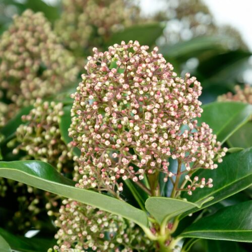 Skimmia japonica 'Fragrant Cloud' - Obrázek 2