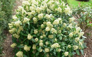 Skimmia japonica 'Fragrant Cloud'