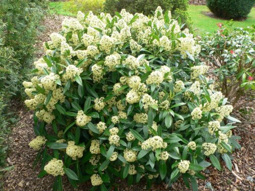 Skimmia japonica 'Fragrant Cloud' - Obrázek 1
