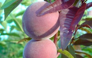 Broskvoň červenolistá 'Rubira'